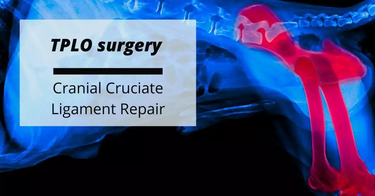 TPLO surgery- Cranial Cruciate Ligament Repair - I love Veterinary
