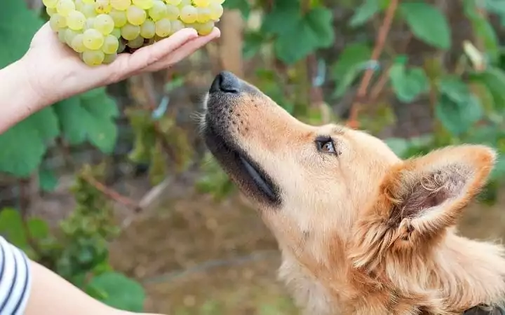 Dog and grapes - I love veterinary