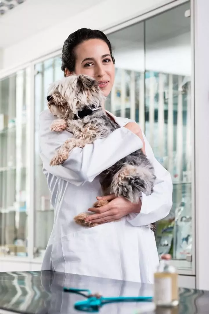 Veterinarian with sick dog - I Love Veterinary