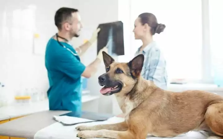 German shepherd visiting the veterinary - I Love Veterinary