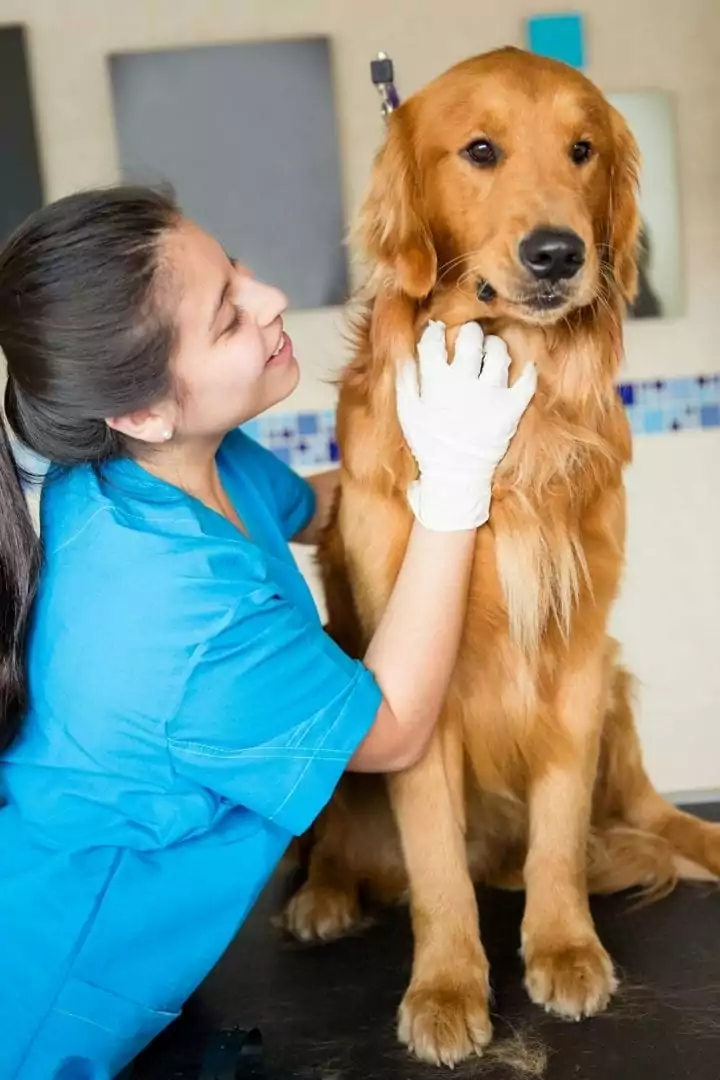veterinary assistant I Love Veterinary