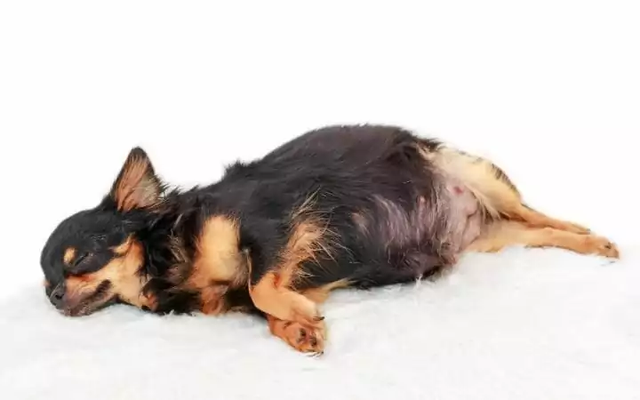 small, pregnant black chihuahua with long hair