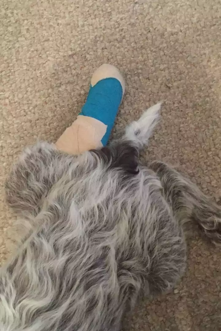 Dog with injured leg - I Love Veterinary