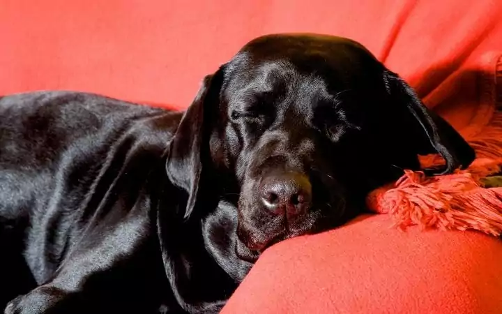 Dog resting - I Love Veterinary