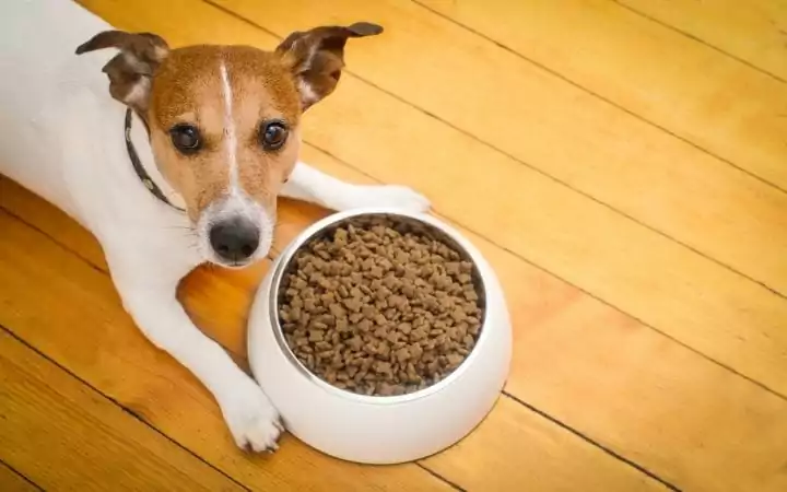 Special diet for dogs with kidney failure - I love veterinary