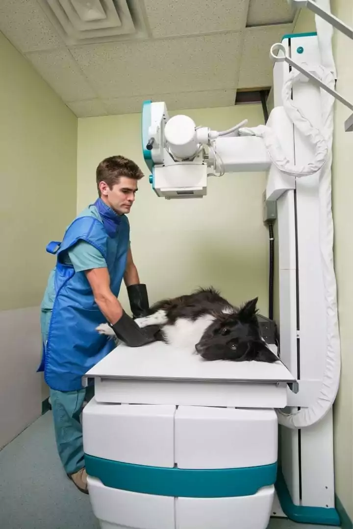 Vet making x ray on dog - I Love Veterinary