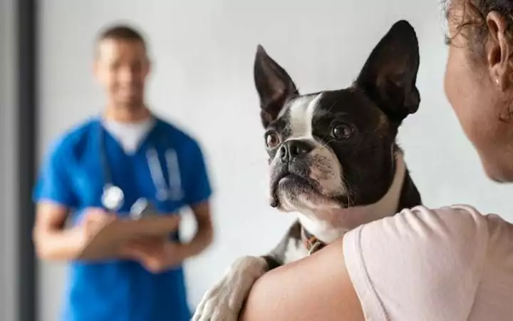 Discovering the signs of kidney failure in dogs - I love veterinary