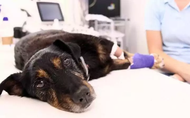 Dog preparing for TPLO surgery - I Love Veterinary