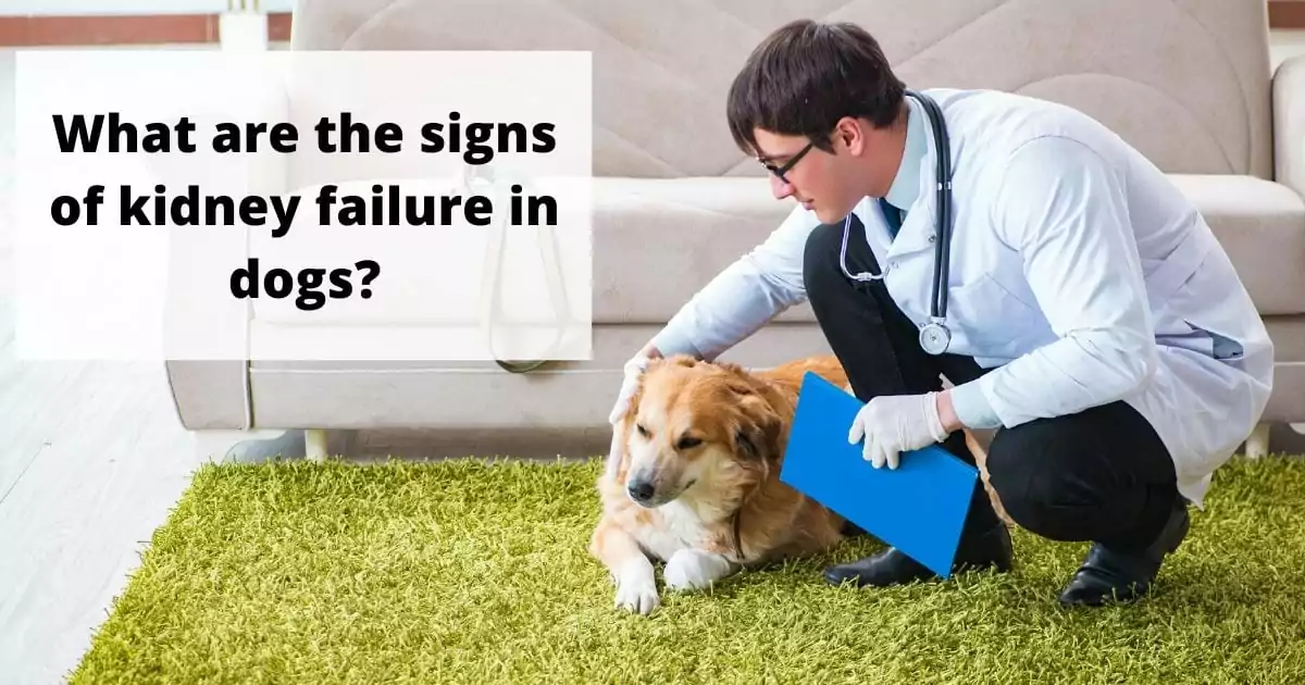 Signs of kidney failure in dogs - I love veterinary