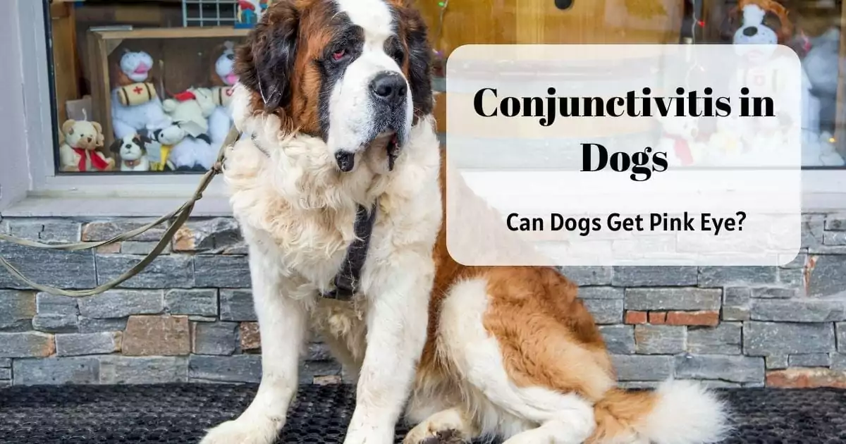Conjunctivitis in Dogs - I Love Veterinary