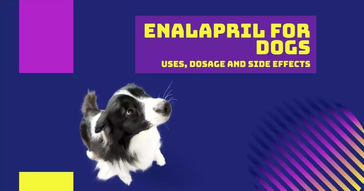 Enalapril for Dogs - I Love Veterinary