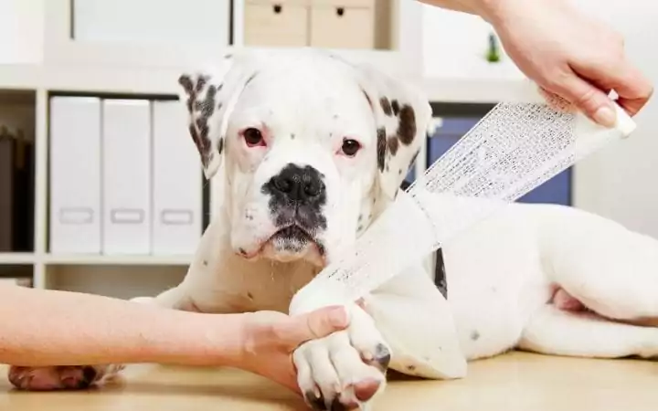 Injured dog - I Love Veterinary