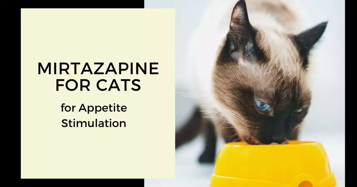 Mirtazapine for cats - For appetite stimulation - I Love Veterinary