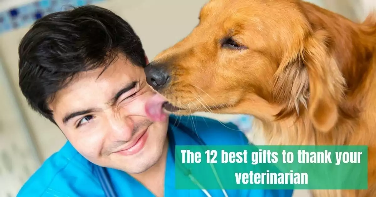 Os 12 melhores presentes para agradecer ao seu veterinário I Love Veterinary