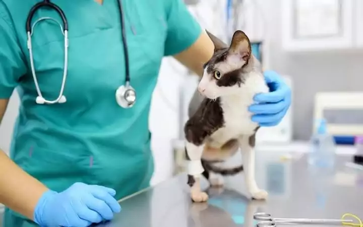 Veterinarian and cat - I Love Veterinary