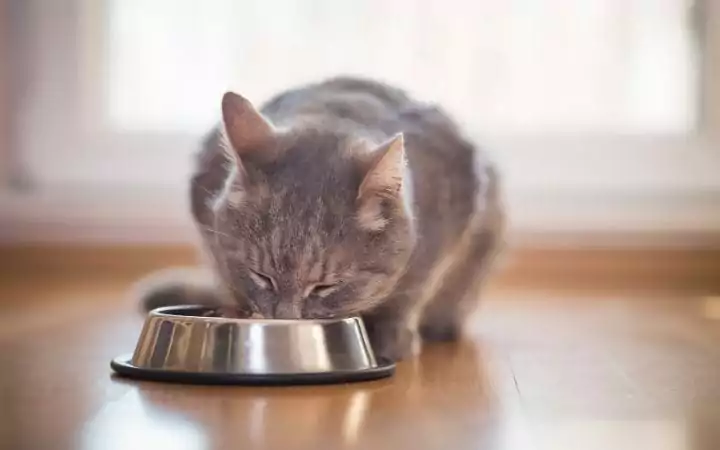 Appetite stimulant for cats - I Love Veterinary
