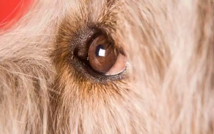 Pink eye in dogs - I Love Veterinary