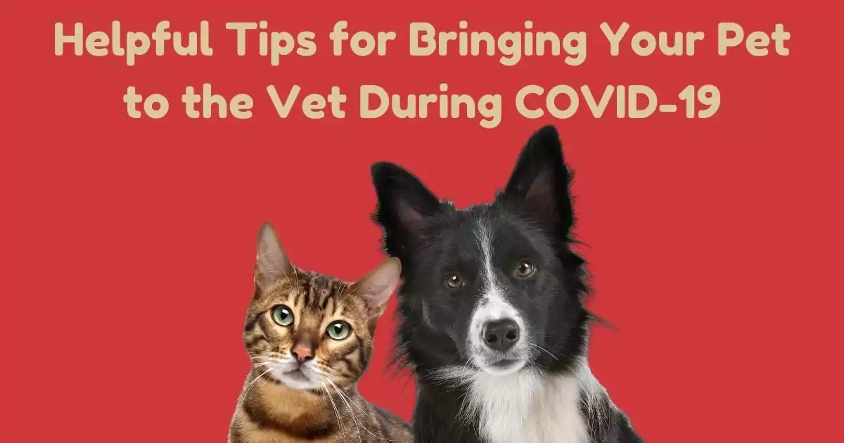 Helpful Tips for Bringing Your Pet to the Vet During COVID-19, by I Love Veterinary