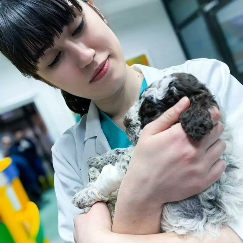 Natacha Bojcheva I Love veterinary