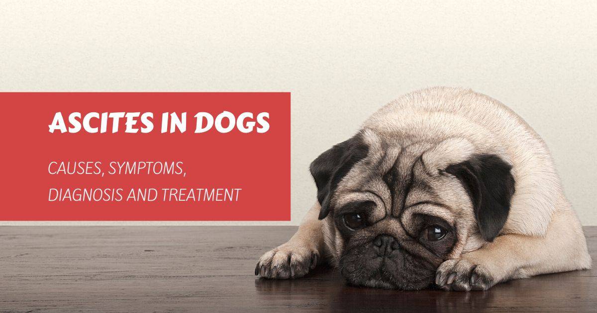 Ascites in Dogs - I Love Veterinary
