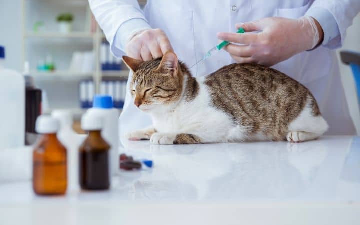 Cat getting a vaccine - I Love Veterinary