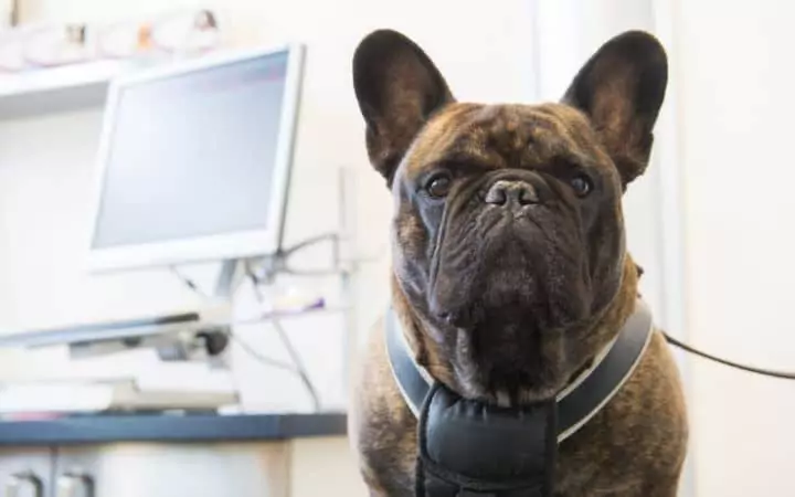 French Bulldog at the Veterinarian - I Love Veterinary