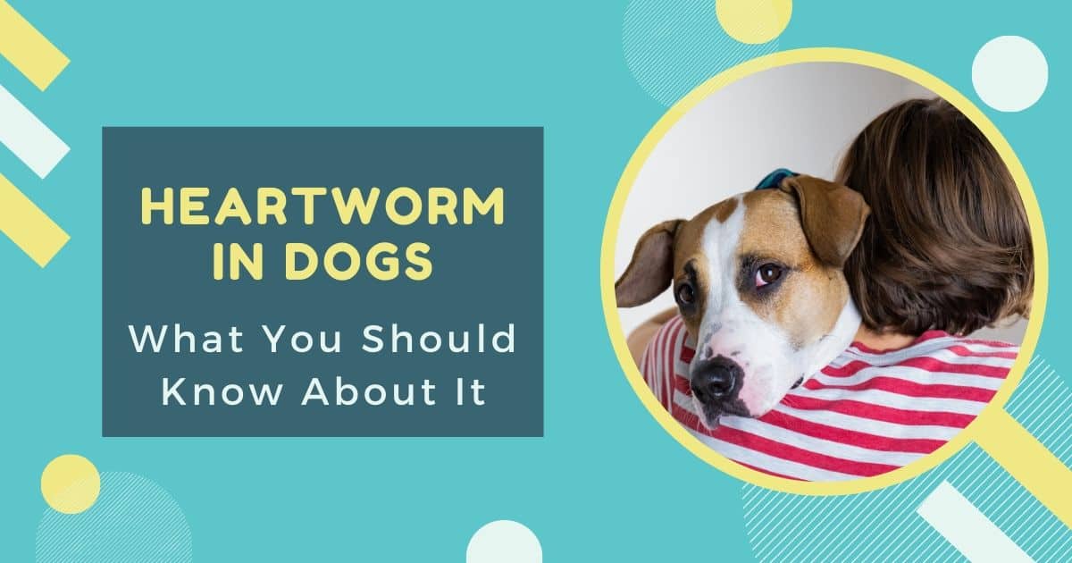 Heartwarm in dogs and what to know about it - I Love Veterinary