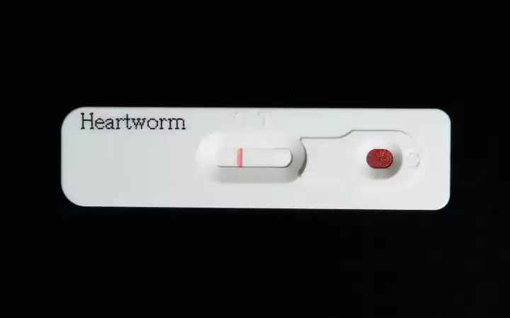 Heartworm test - I Love Veterinary