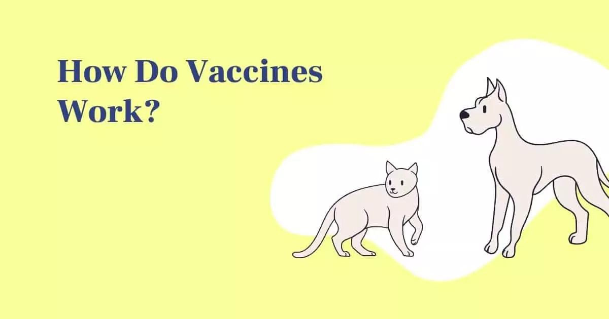 How Do Vaccines Work - I Love Veterinary