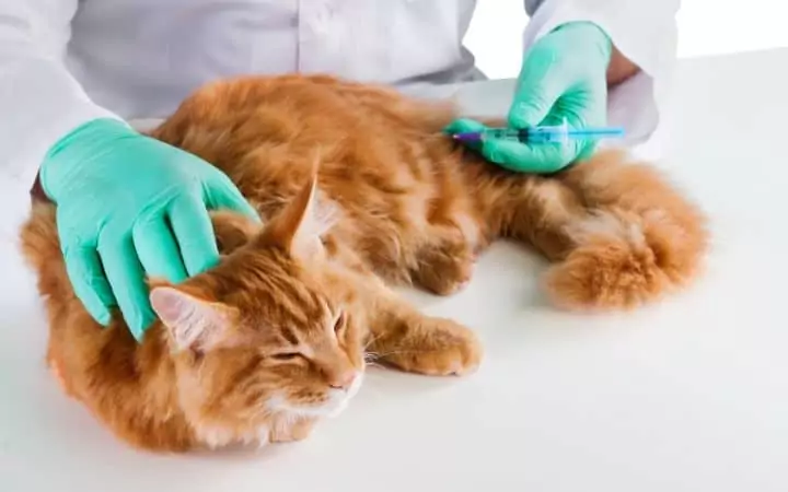 Cat vaccination, how do vaccines work - I Love Veterinary