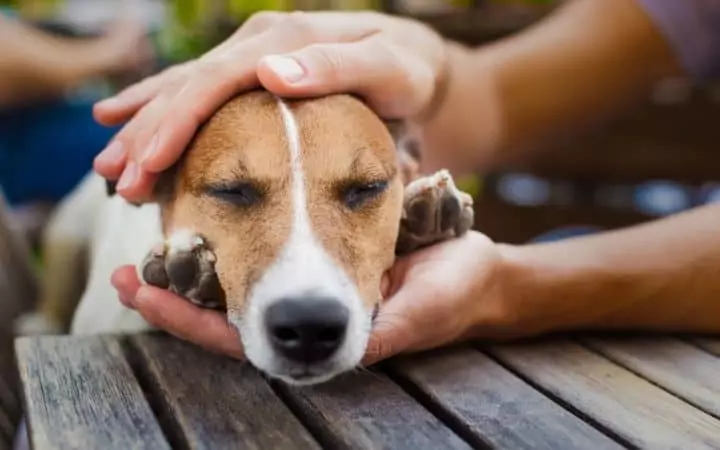 How does gabapentin work for dogs - I Love Veterinary