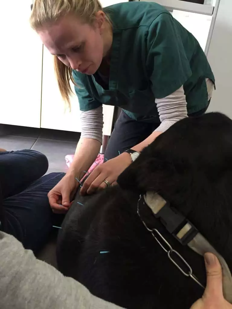 Performing Western Veterinary Acupuncture treatment - I Love Veterinary