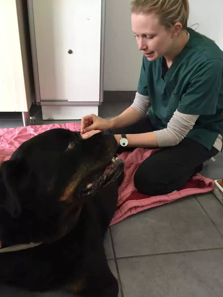Veterinarian doing veterinary acupuncture treatment - I Love Veterinary