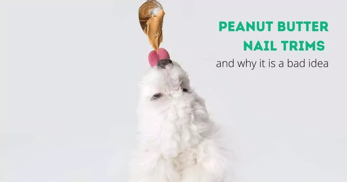Peanut butter nail trims and why it is a bad idea I Love Veterinary - Blog for Veterinarians, Vet Techs, Students