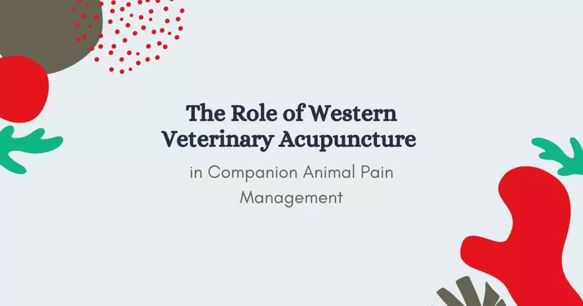 The Role of Western Veterinary Acupuncture - I Love Veterinary