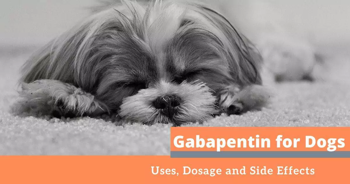 Gabapentin for dogs - I Love Veterinary