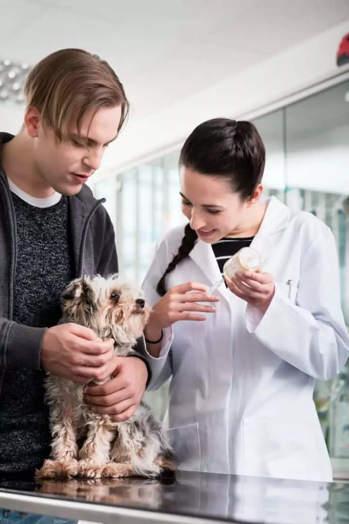 Yorkie waiting for vaccine - I Love Veterinary