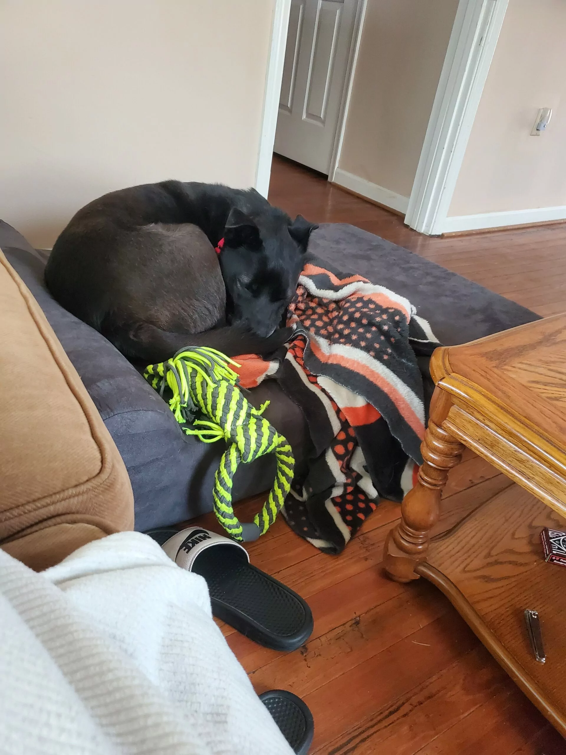 Diego sleeping on Big Barker dog bed - I Love Veterinary