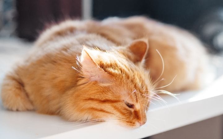 Toxoplasmosis in cats - I Love Veterinary