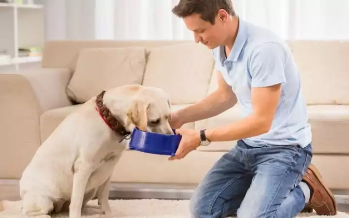 Elevated dog feeding, Canine Megaesophagus - Detection, Causes, and Treatment - I Love Veterinary