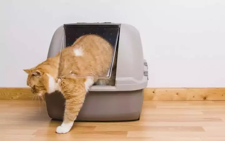 Cat and the covered litter box - I Love Veterinary