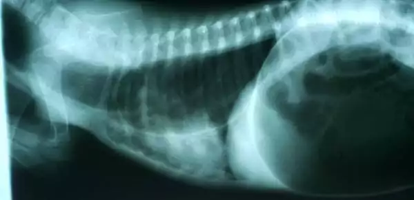 Congenital megaesophagus x-ray by I Love Veterinary