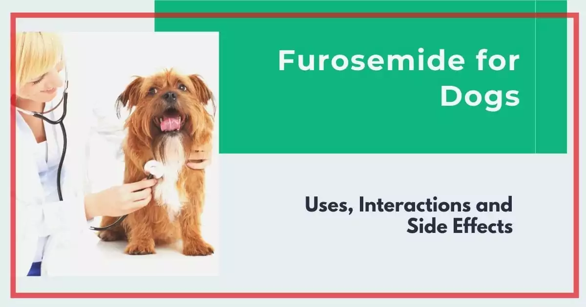 Furosemide for Dogs by I Love Veterinary