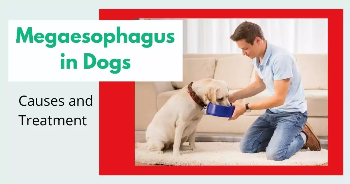Megaesophagus in Dogs, Causes and Treatment by I Love Veterinary