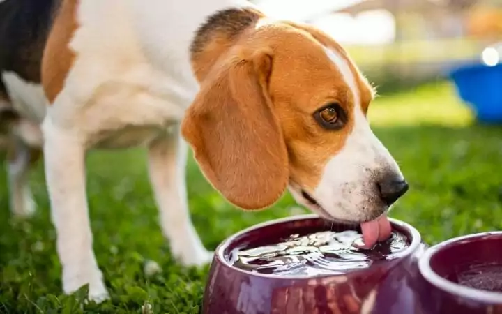 Side effects of Furosemide in Dogs by I Love Veterinary