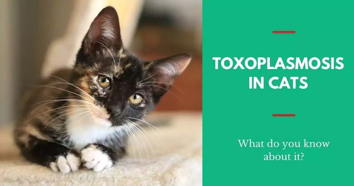 Toxoplasmosis in cats by I Love Veterinary