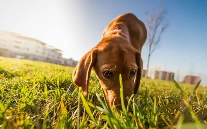 how to deal with coprophagia - I Love veterinary