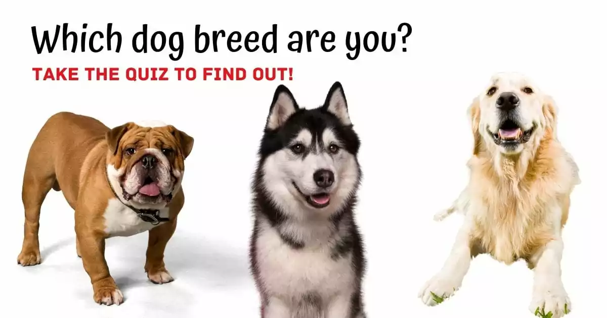 Which dog breed are you, quiz by I Love Veterinary