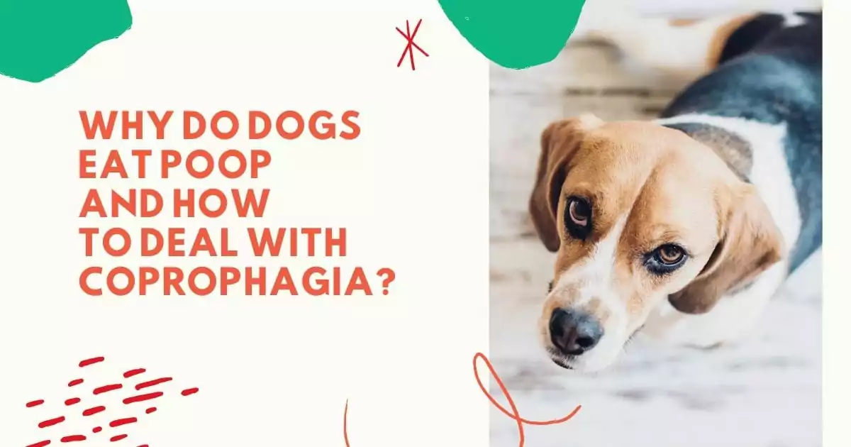 Why Do Dogs Eat Poop and How to Deal With Coprophagia - I Love Veterinary