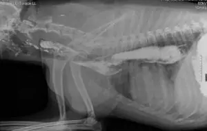 X-ray of Myasthenia gravis in dogs by I Love Veterinary